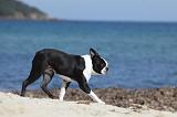BOSTON TERRIER 293